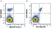 Anti Human CD20 Antibody, clone 2H7 thumbnail image 65