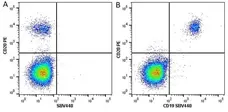 Anti Human CD20 Antibody, clone 2H7 gallery image 9