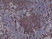 Anti CD20 Antibody, clone RM272 thumbnail image 2