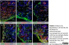 Anti Human CD200R Antibody, clone OX108 gallery image 2