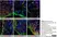 Anti Human CD200R Antibody, clone OX108 thumbnail image 2