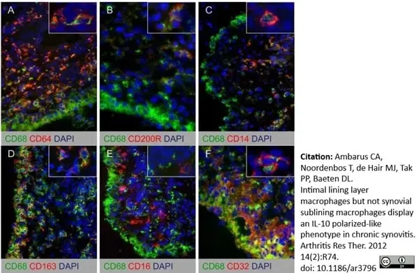 Anti Human CD200R Antibody, clone OX108 gallery image 2
