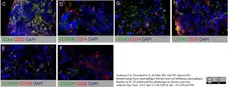 Anti Human CD200R Antibody, clone OX108 gallery image 3