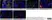 Anti Human CD200R Antibody, clone OX108 thumbnail image 3