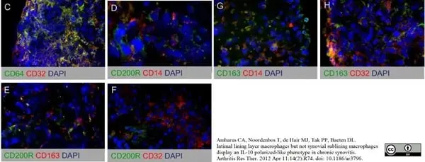 Anti Human CD200R Antibody, clone OX108 gallery image 3
