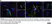 Anti Human CD200R Antibody, clone OX108 thumbnail image 6