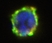 Anti Human CD203c Antibody, clone NP4D6 thumbnail image 2