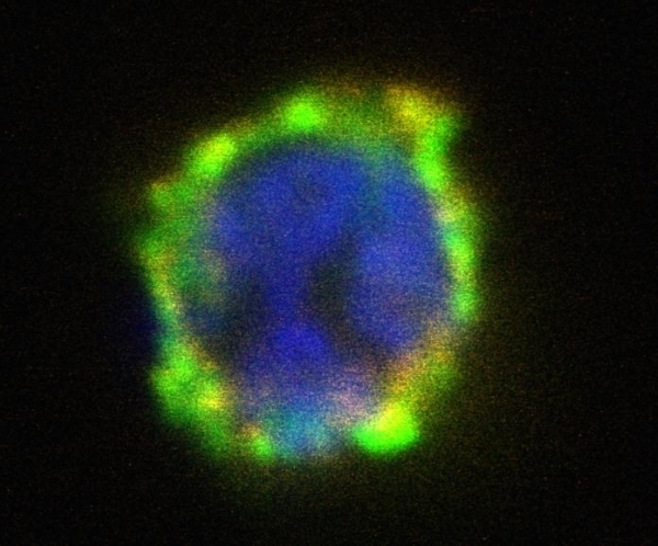 Anti Human CD203c Antibody, clone NP4D6 gallery image 2