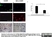 Anti Human CD206 Antibody, clone 15-2 thumbnail image 1