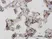 Anti Human CD206 Antibody, clone 5C11 thumbnail image 1