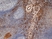 Anti Human CD206 Antibody, clone 7-450 thumbnail image 1