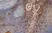 Anti Human CD206 Antibody, clone 7-450 thumbnail image 1