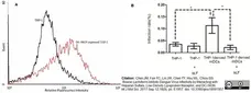 Anti Human CD209 Antibody, clone MR-1 gallery image 7