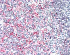 Anti Human CD21 Antibody, clone Bu33 gallery image 1