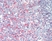 Anti Human CD21 Antibody, clone Bu33 thumbnail image 1