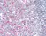 Anti Human CD21 Antibody, clone Bu33 thumbnail image 1