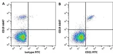 Anti Human CD21 Antibody, clone LB21 gallery image 1