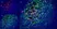 Anti Human CD21 Antibody, clone LB21 thumbnail image 3