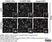 Anti Human CD222 Antibody, clone MEM-238 thumbnail image 3
