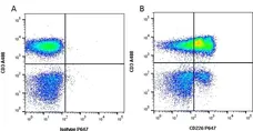 Anti Human CD226 Antibody, clone DX11 gallery image 1