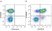 Anti Human CD226 Antibody, clone DX11 thumbnail image 18
