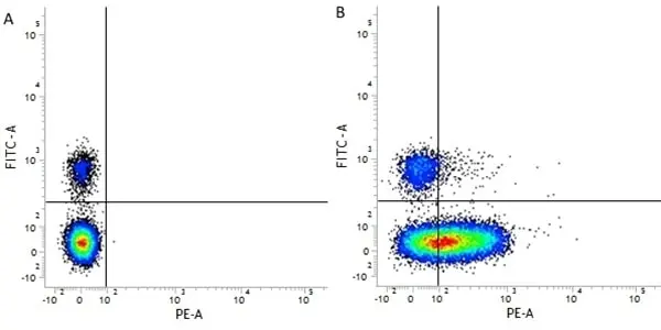 Anti Human CD226 Antibody, clone DX11 gallery image 3