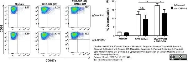 Anti Human CD226 Antibody, clone DX11 gallery image 7