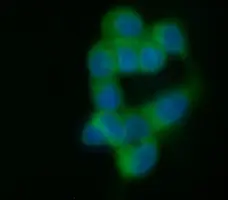Anti Human CD227 Antibody, clone C595 (NCRC48) gallery image 4