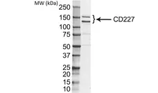 Anti Human CD227 Antibody, clone VU-3C6 gallery image 1