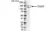 Anti Human CD227 Antibody, clone VU-3C6 thumbnail image 1