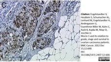 Anti Human CD227 Antibody, clone VU-3C6 gallery image 2
