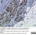 Anti Human CD227 Antibody, clone VU-3C6 thumbnail image 2