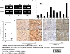 Anti Human CD229 Antibody, clone HLy9.1.25 gallery image 4