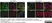 Anti Human CD229 Antibody, clone HLy9.1.25 thumbnail image 7