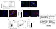 Anti Human CD229 Antibody, clone HLy9.1.25 gallery image 8