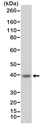 Anti CD23 Antibody, clone RM406 thumbnail image 1
