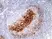 Anti CD23 Antibody, clone RM406 thumbnail image 2
