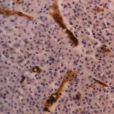 Anti Human CD235a Antibody, clone YTH89.1 gallery image 1