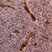 Anti Human CD235a Antibody, clone YTH89.1 thumbnail image 1