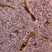 Anti Human CD235a Antibody, clone YTH89.1 thumbnail image 1