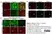 Anti Human CD239 Antibody, clone BRIC221 thumbnail image 1