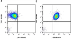 Anti Human CD24 Antibody, clone SN3 gallery image 10