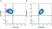 Anti Human CD24 Antibody, clone SN3 thumbnail image 10