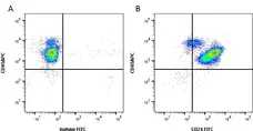 Anti Human CD24 Antibody, clone SN3 gallery image 2