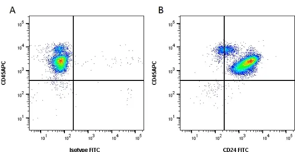 Anti Human CD24 Antibody, clone SN3 gallery image 2