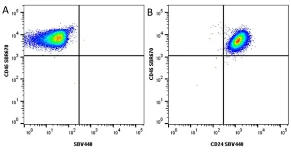 Anti Human CD24 Antibody, clone SN3 gallery image 7