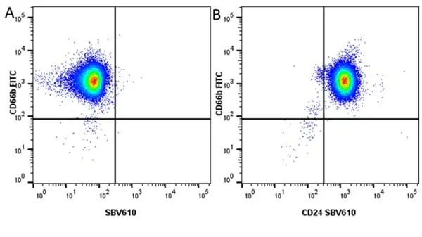 Anti Human CD24 Antibody, clone SN3 gallery image 8