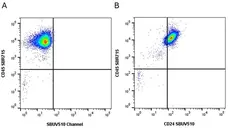 Anti Human CD24 Antibody, clone SN3 gallery image 9