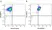 Anti Human CD24 Antibody, clone SN3 thumbnail image 9
