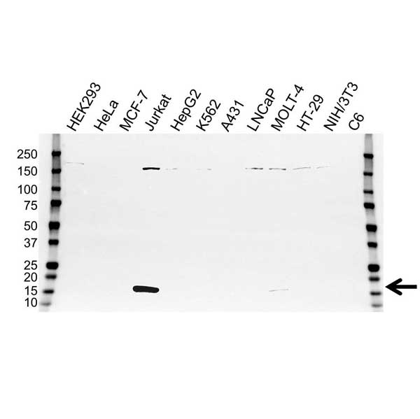 Anti CD247 Antibody (PrecisionAb Monoclonal Antibody) gallery image 1